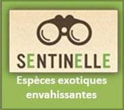 Sentinelle -  Espèces exotiques envahissantes