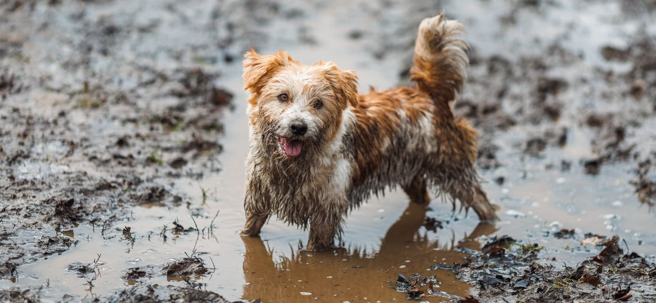 Image de l\événement